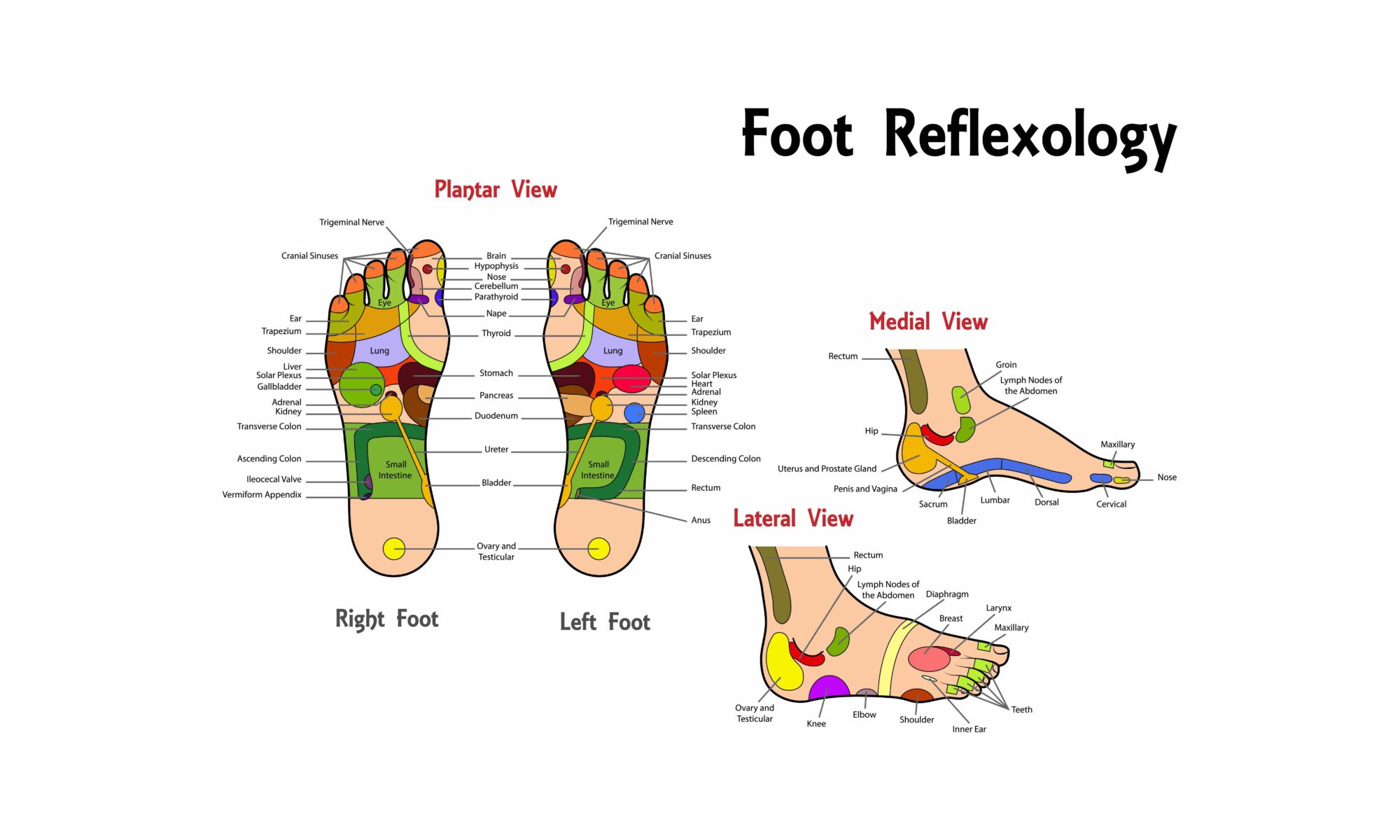 What is Reflexology? - White Light Healing